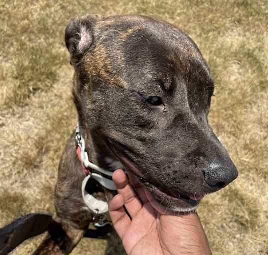 Photo of PEPPER (COURTESY POST)