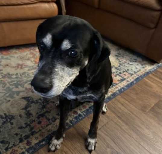 Photo of BO (COURTESY POST)