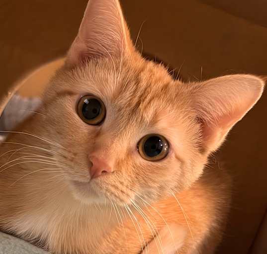 Photo of Dandelion