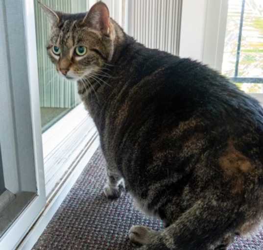 Photo of Max (bonded with Katie)