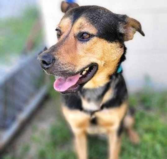 Photo of Quincy Handsome Shepherd Mix Sweetie