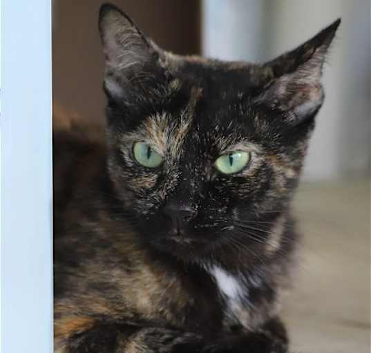 Photo of Gabby - CSC