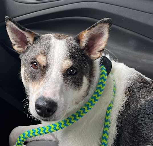 Photo of roscoe