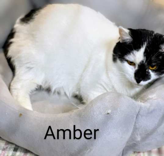 Photo of Amber