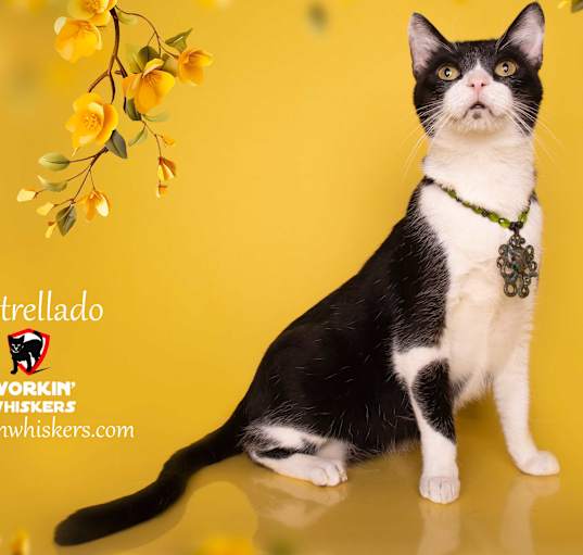 Photo of ESTRELLADO