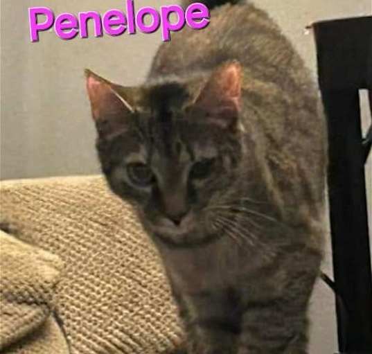 Photo of Penelope