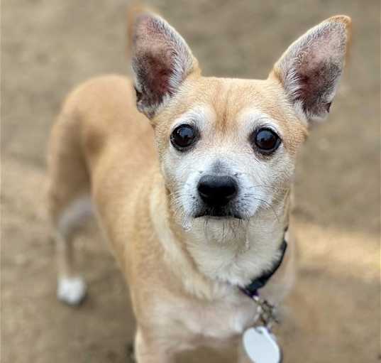 Photo of *Moonpie COOKIE