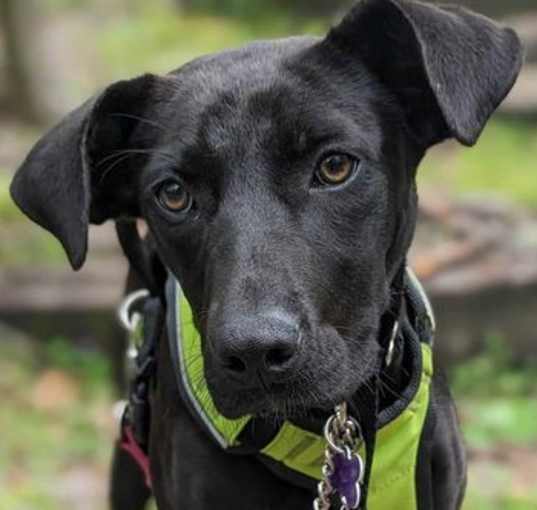 Photo of Buttercup