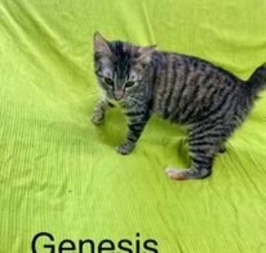 Photo of Genesis