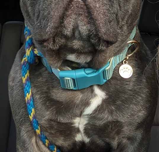 Photo of Handsome Chance