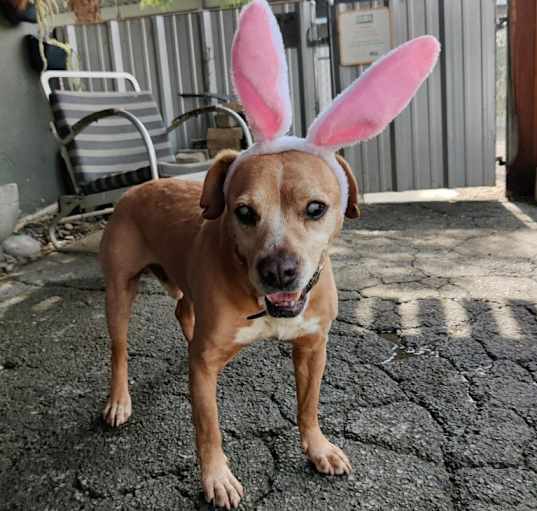 Photo of CORNBREAD (BLIND SENIOR)