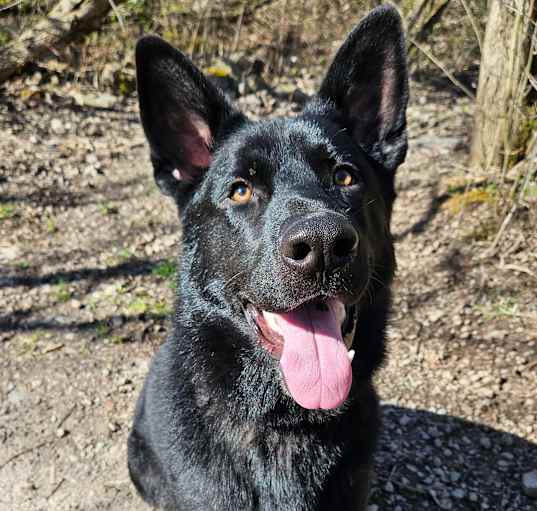 Photo of Rook