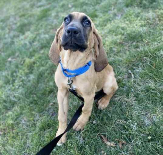 Photo of Casanova fostered in Georgia