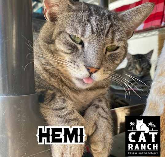 Photo of Hemi