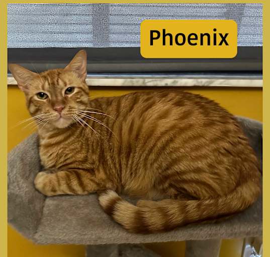 Photo of Phoenix