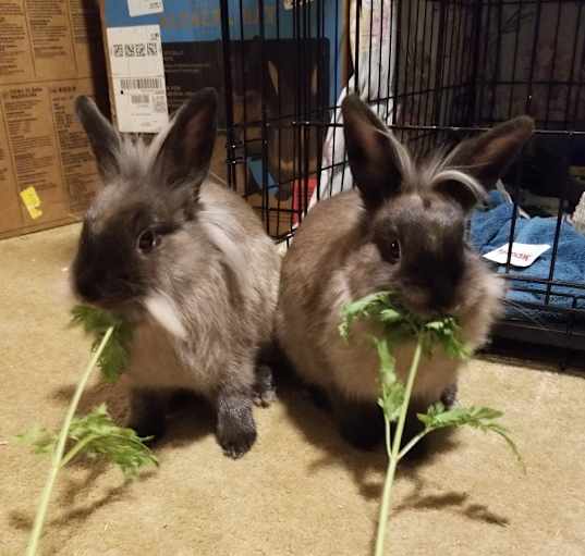 Photo of Clover