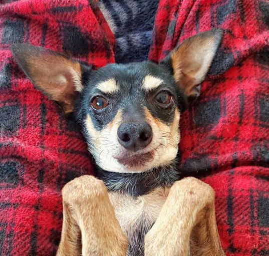 Photo of Missy