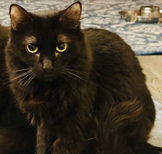 Photo of Bella