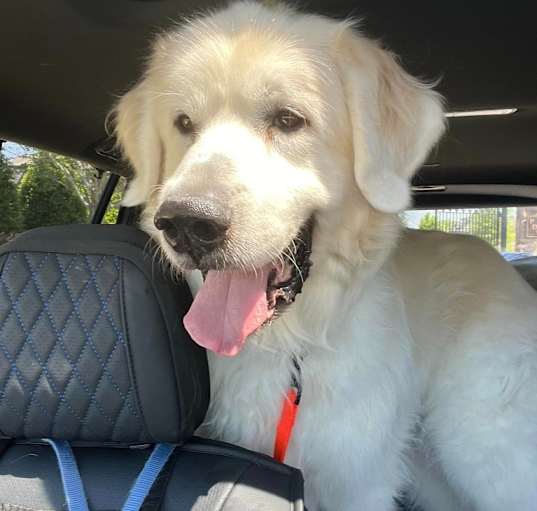 Photo of Brody
