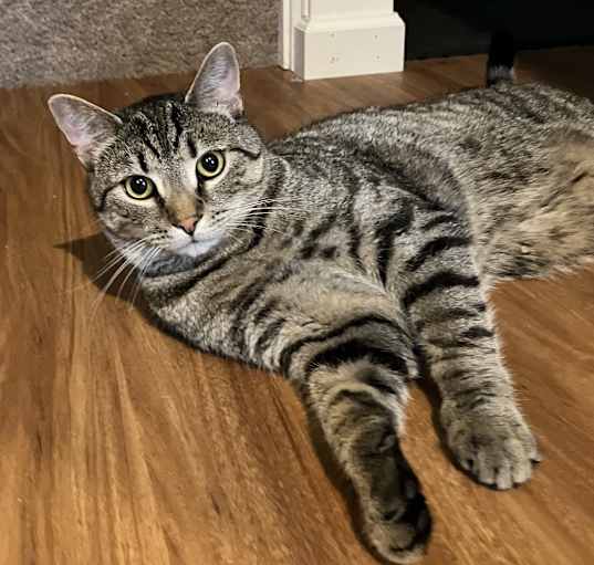 Photo of Peanut