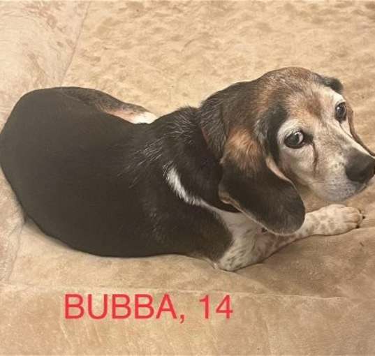 Photo of Bubba