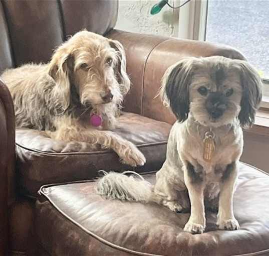 Photo of Gidget and Bucky *