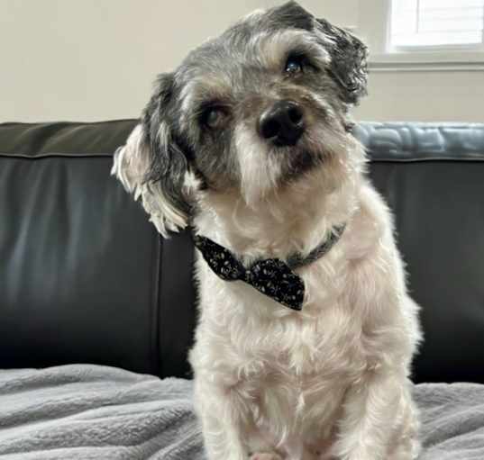Photo of Jack (CA)
