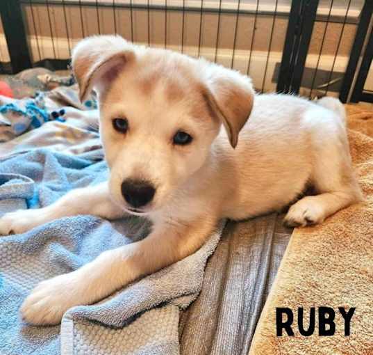 Photo of Ruby