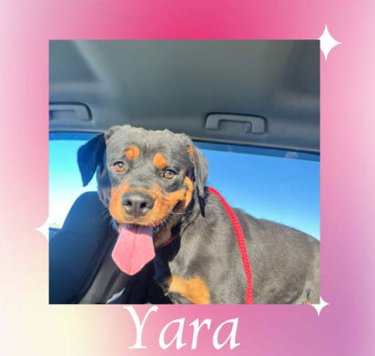 Photo of Yara