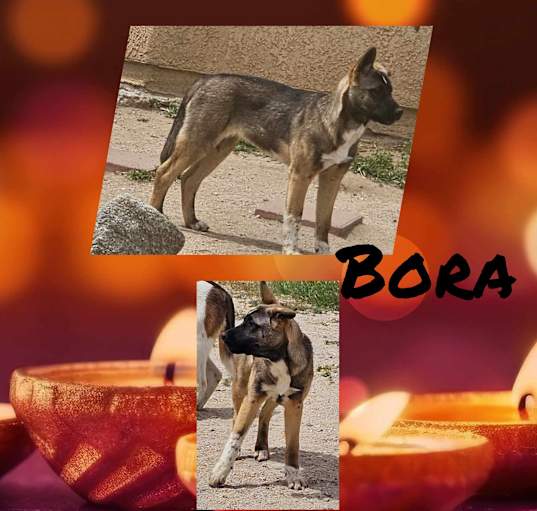 Photo of Bora