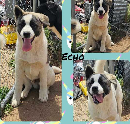 Photo of Echo