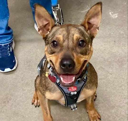 Photo of Ranger *Adopt*