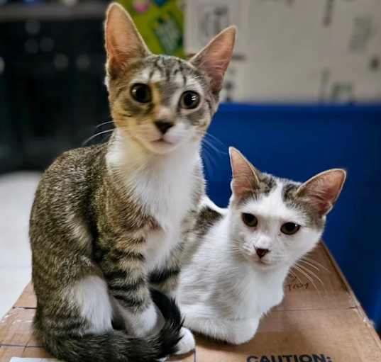 Photo of Reina & Rani (We're in foster care!)