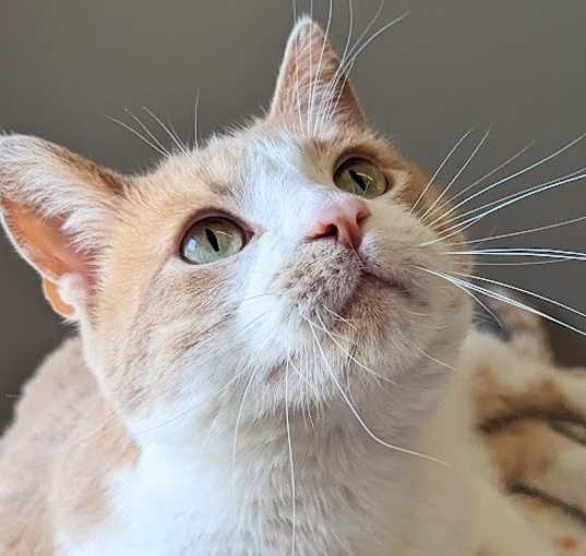Photo of Yahtzee
