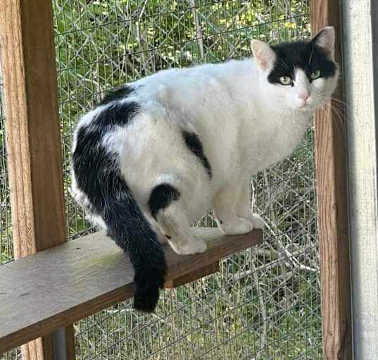 Photo of Paul Bunyan// Barn Cat