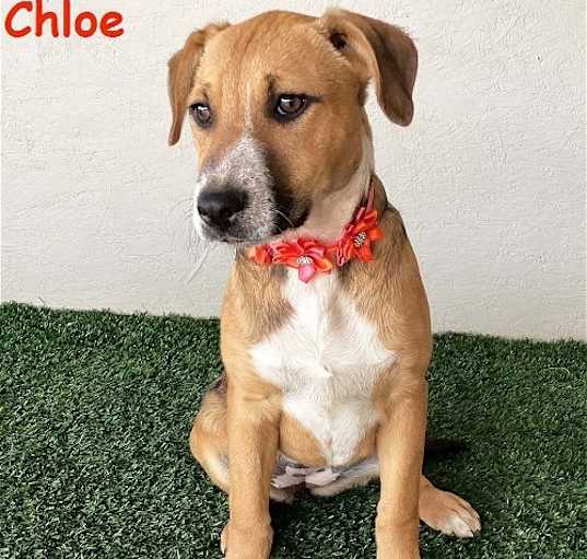 Photo of Chloe
