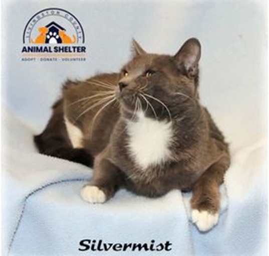 Photo of Silvermist