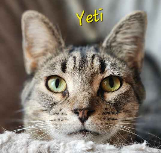 Photo of Yeti