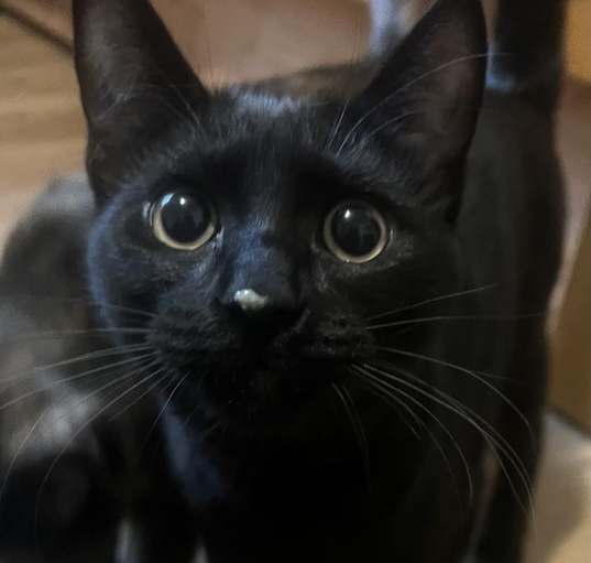 Photo of Clover