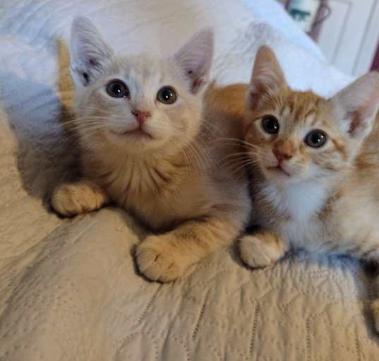 Photo of Poppy and Marigold