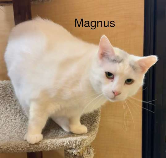 Photo of Magnus