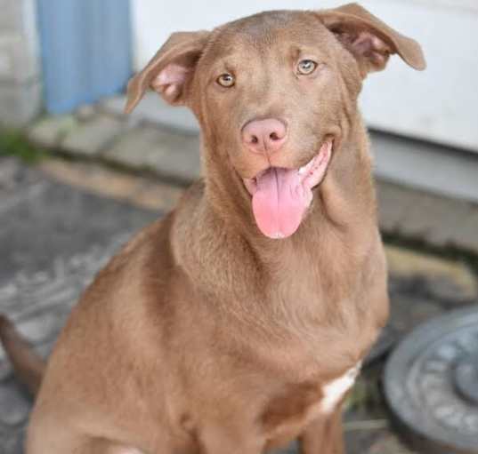 Photo of Radar (Lone Star Litter)