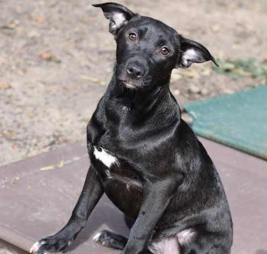 Photo of Shadow (Lone Star Litter)