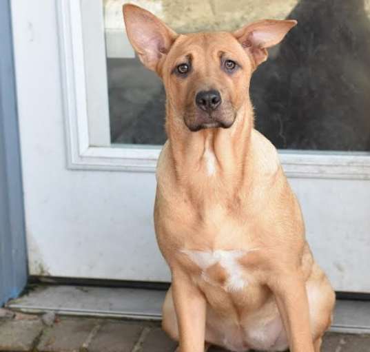 Photo of Sissy (Lone Star Litter)