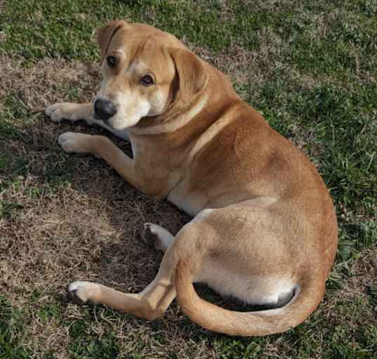 Photo of Rex