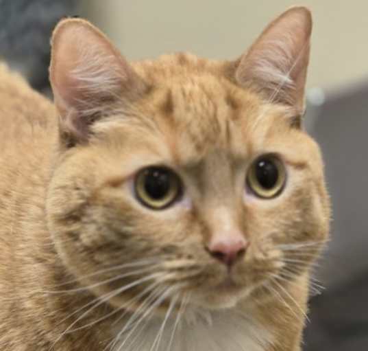 Photo of Peaches