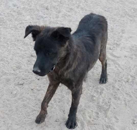 Photo of Taz