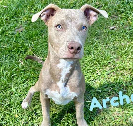 Photo of ARCHER