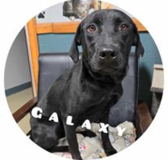 Photo of Galaxy Daisy