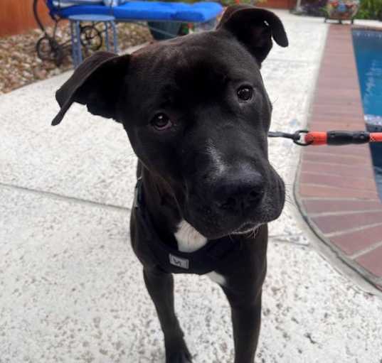Photo of Brownie